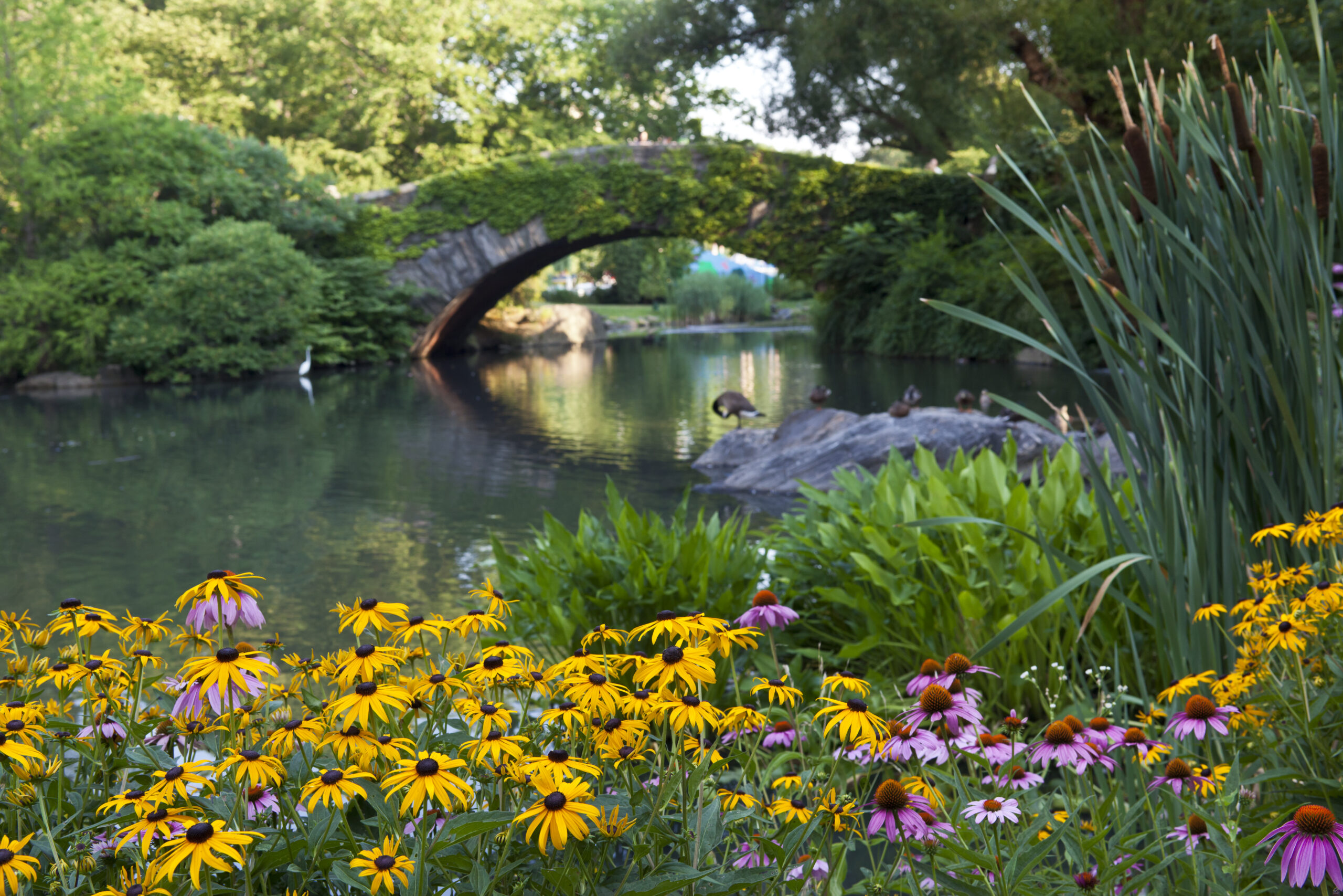 Wildflowers in bloom near Gapstow Bridge in Central Park, with ducks on rocks and lush greenery surrounding a quiet pond.