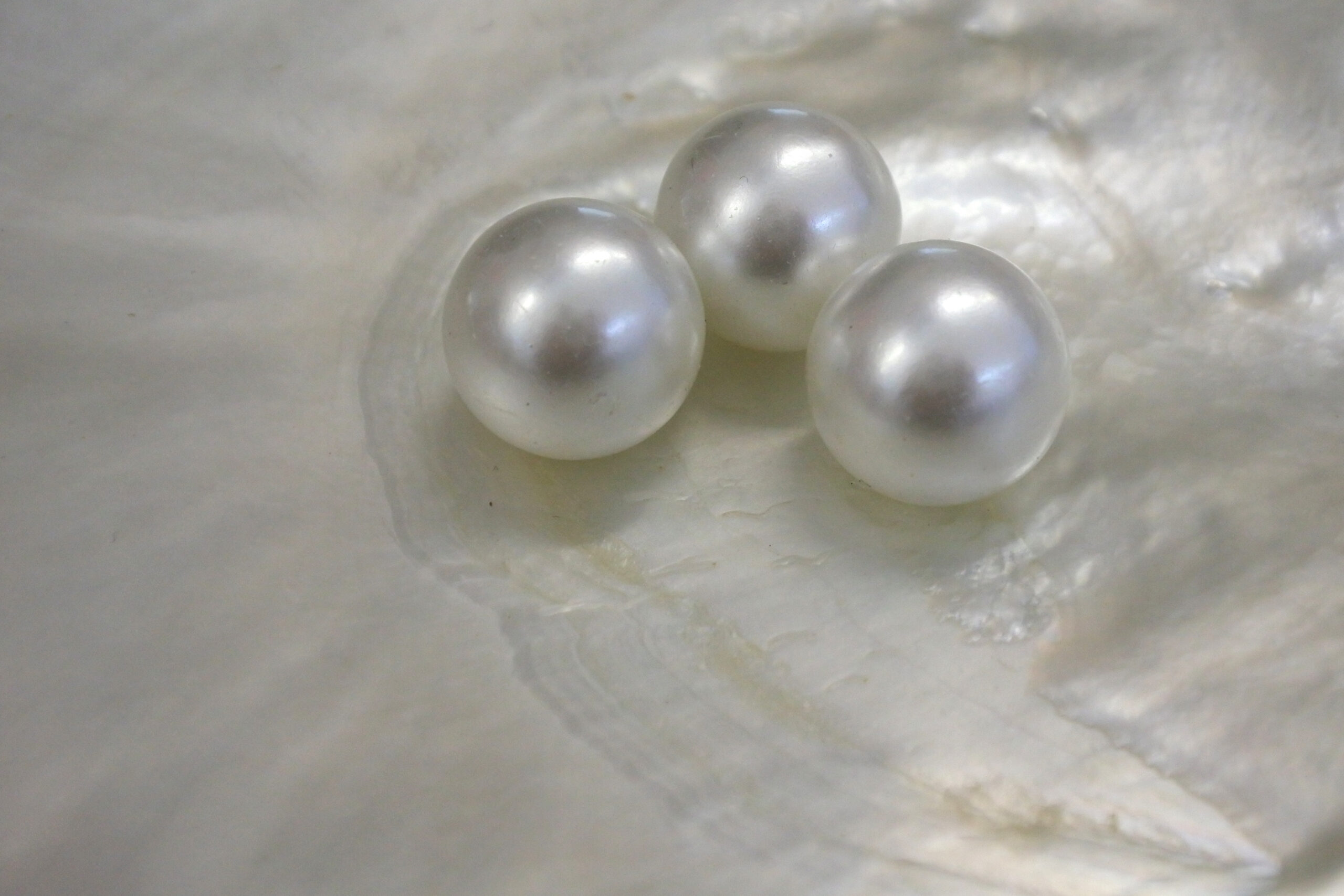 Three lustrous white pearls resting inside a mother-of-pearl shell.